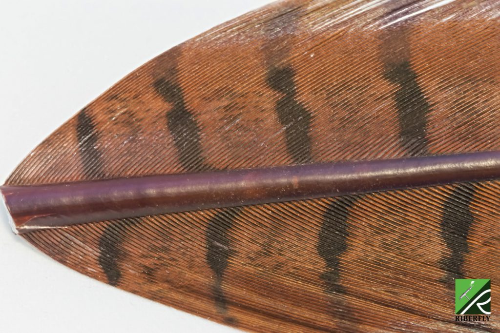 Faisán macho – Rusty – Riberfly